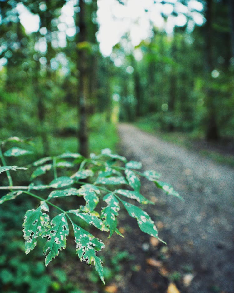 Leaves Damaged By Insects