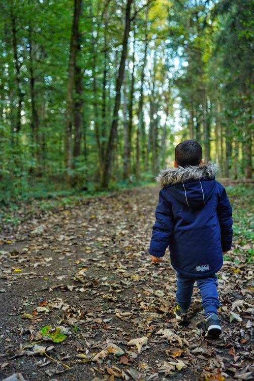 Free A young child wearing a winter jacket walks through a forest pathway in autumn, surrounded by trees. Stock Photo