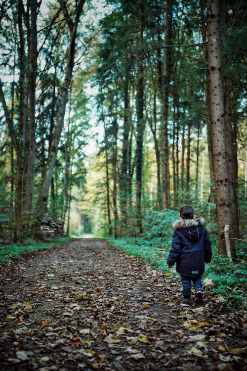 Free A child in a blue jacket explores a peaceful forest path during the fall season. Stock Photo