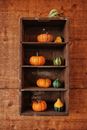 Gourd Vegetables on Wooden Shelves