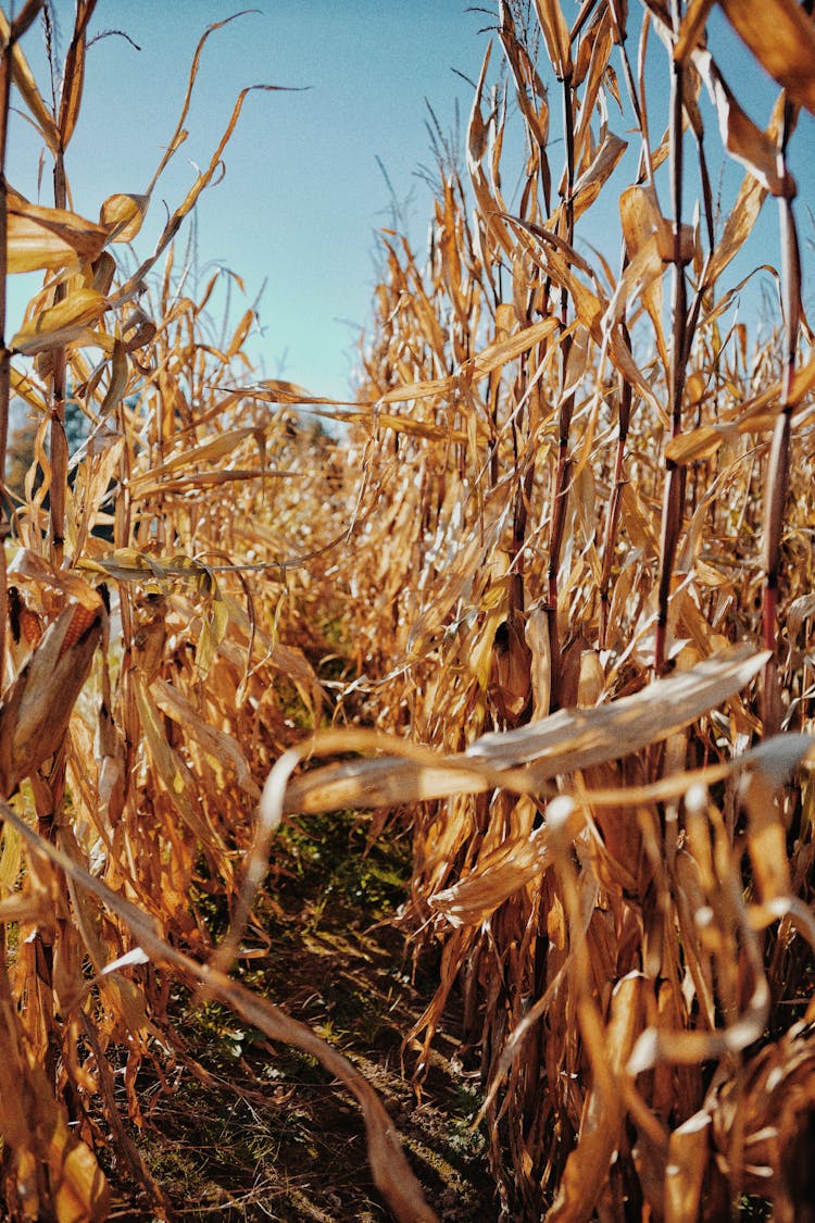 Field Of Crops