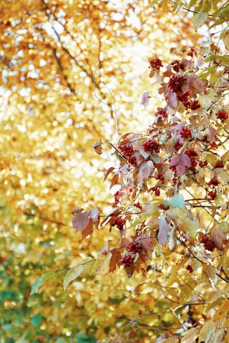 Blooming Tree With Berries In Fall Park