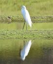 A Great Egret on a Body of Water