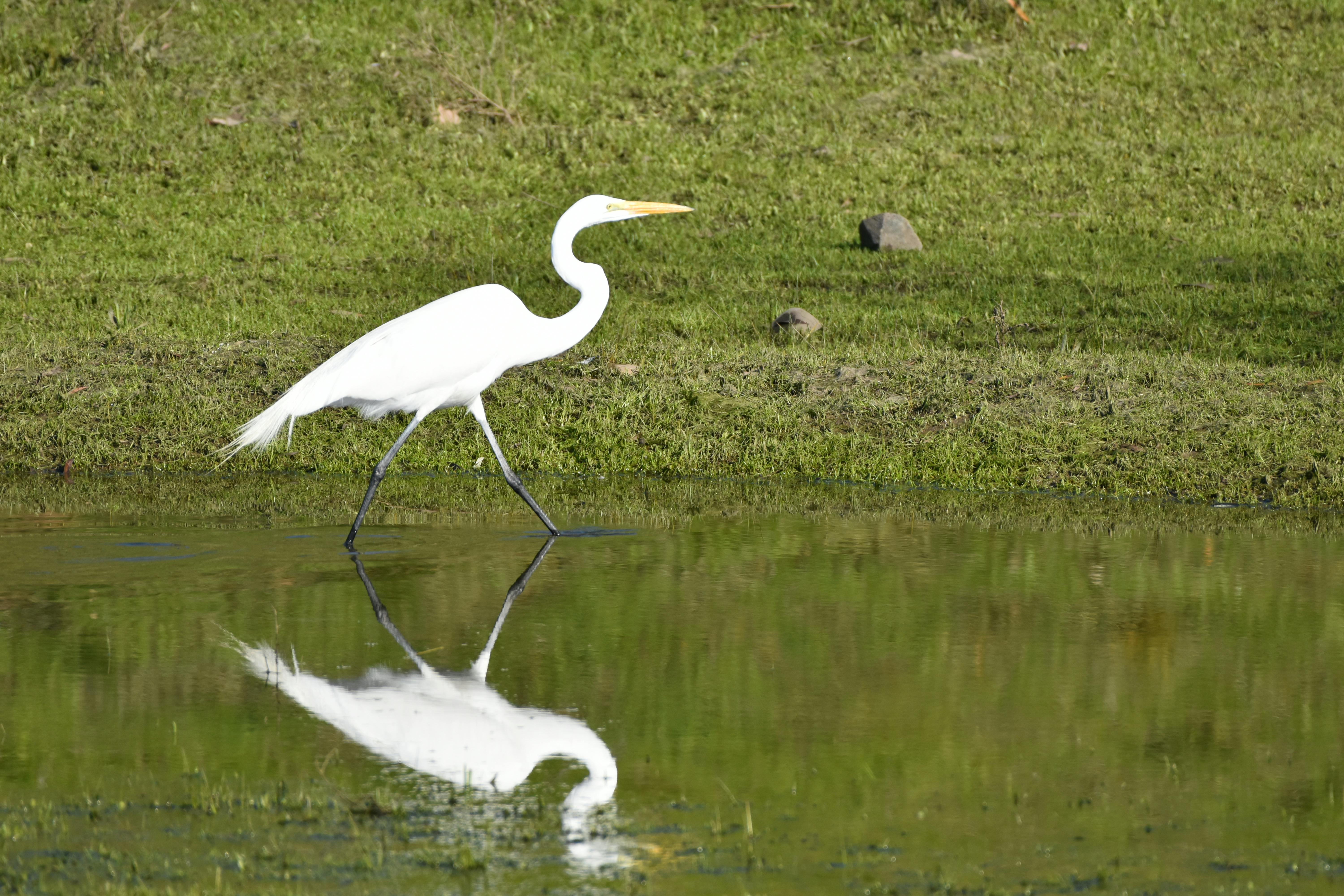 A graceful heron walks along the water, its reflection mirrored on the surface.
