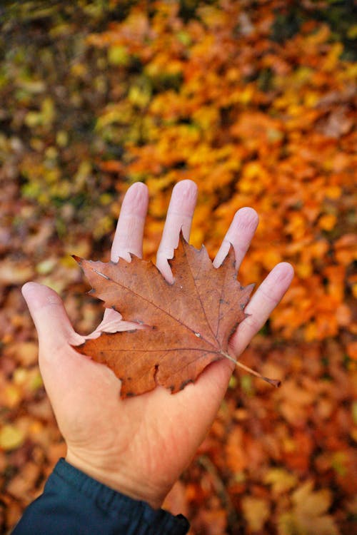 Kostnadsfri bild av falla, fallna löv, hand