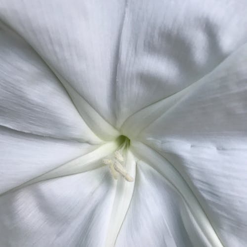 Photos gratuites de blanc, doux, fleur