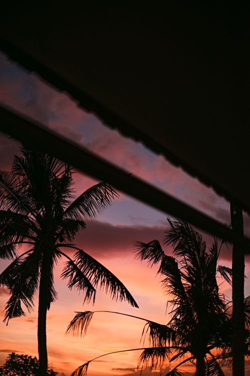 Free Silhouettes of palm trees with vibrant sunset sky in the background. Stock Photo