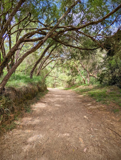 Fotos de stock gratuitas de árboles verdes, bosque, camino de tierra