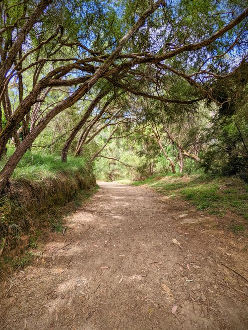 Free A tranquil dirt road winding through lush green trees, perfect for nature walks. Stock Photo