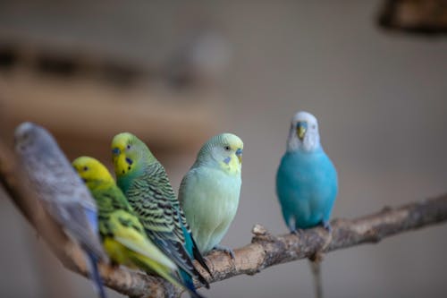 Fotos de stock gratuitas de aves, aviar, de cerca