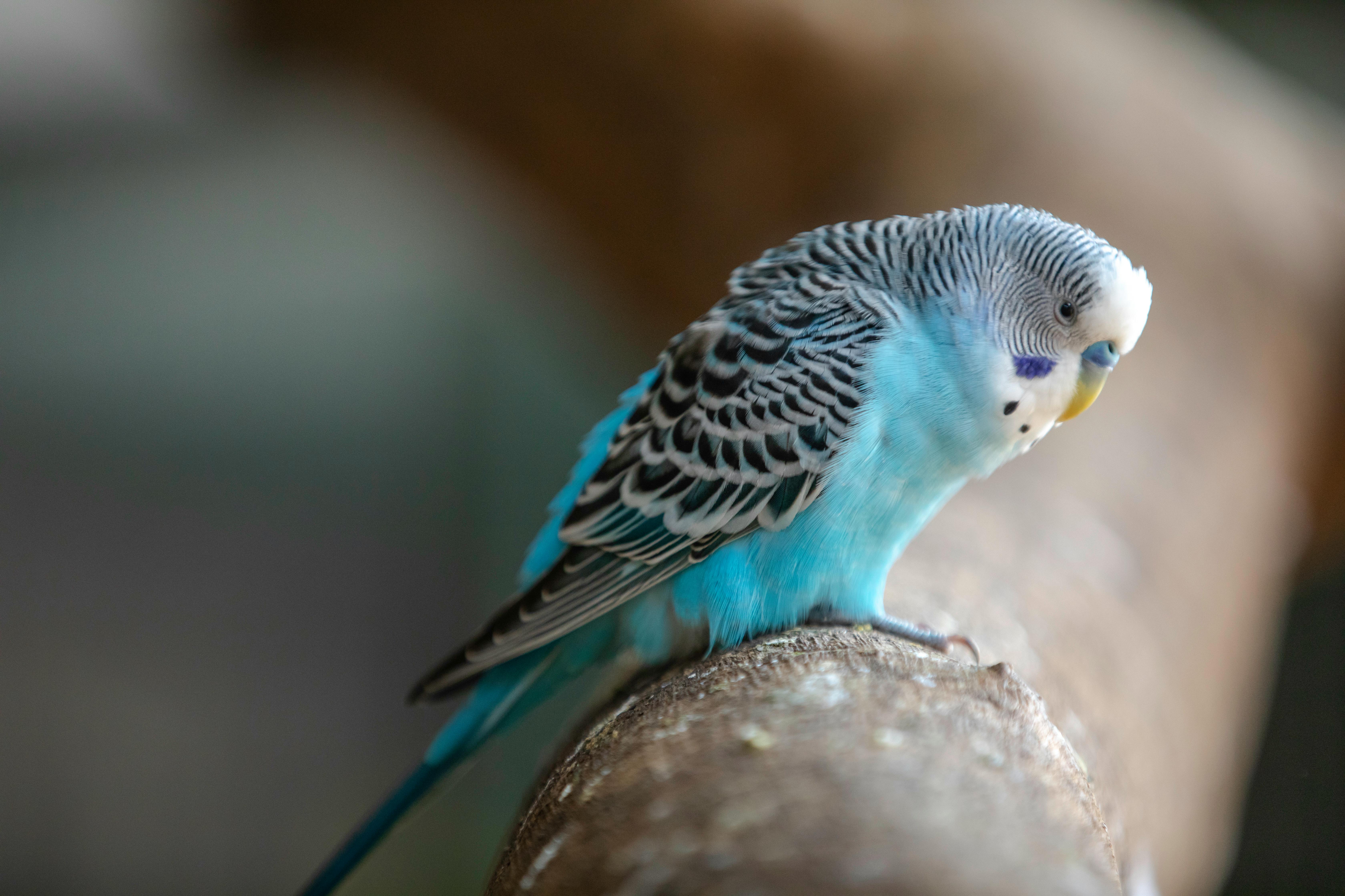 750 Love Bird Pictures  Download Free Images on Unsplash