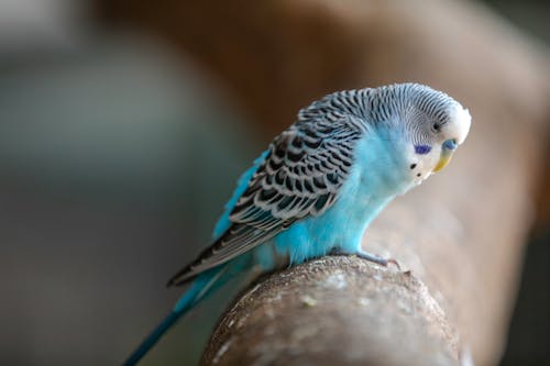 Photos gratuites de aviaire, branche d'arbre, mise au point sélective