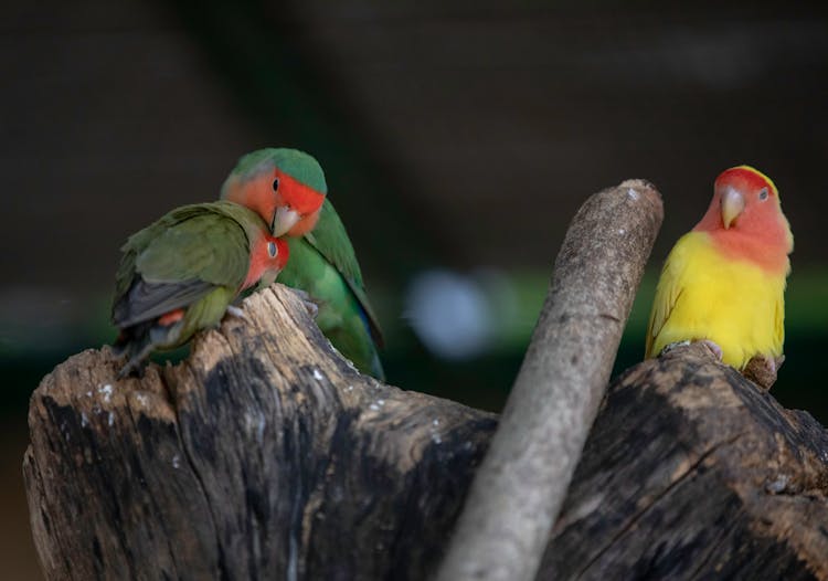 Lovebirds Perched On Wood