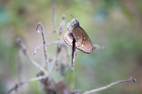 Foto profissional grátis de asas, borboleta, caules
