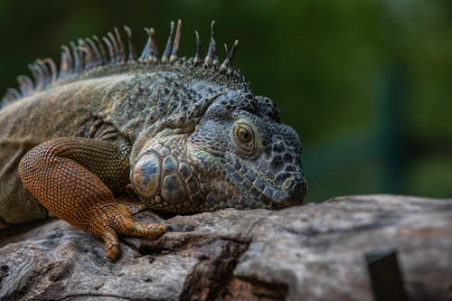 Darmowe zdjęcie z galerii z fotografia zwierzęcia, gad, iguana