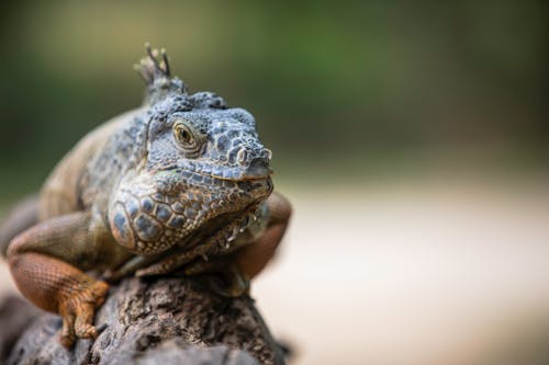 Δωρεάν στοκ φωτογραφιών με iguana, γκρο πλαν, ερπετό Φωτογραφία από στοκ φωτογραφιών