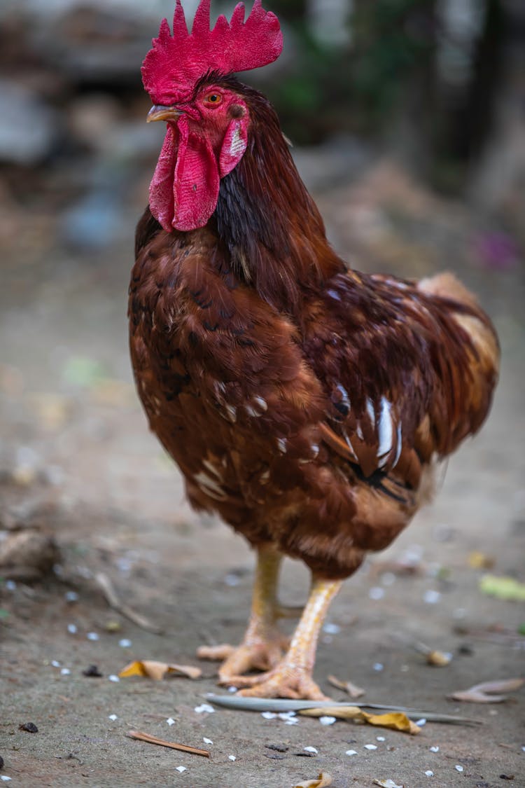 A Brown Rooster On The Ground