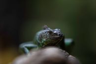 Green and Black Lizard on Brown Wood
