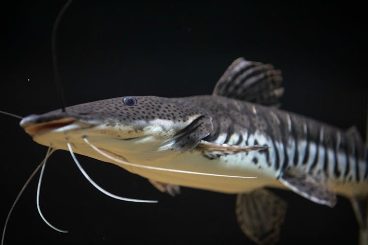 Tiger Shovelnose Catfish In Close-up Photography