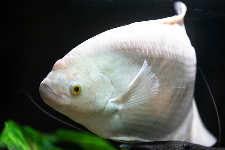 White Giant Gourami Fish In Water