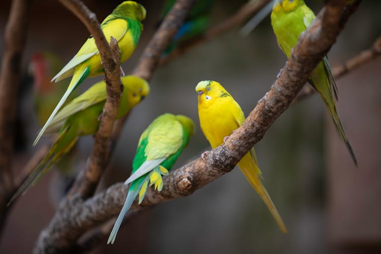 Lovebirds Perched On Branches