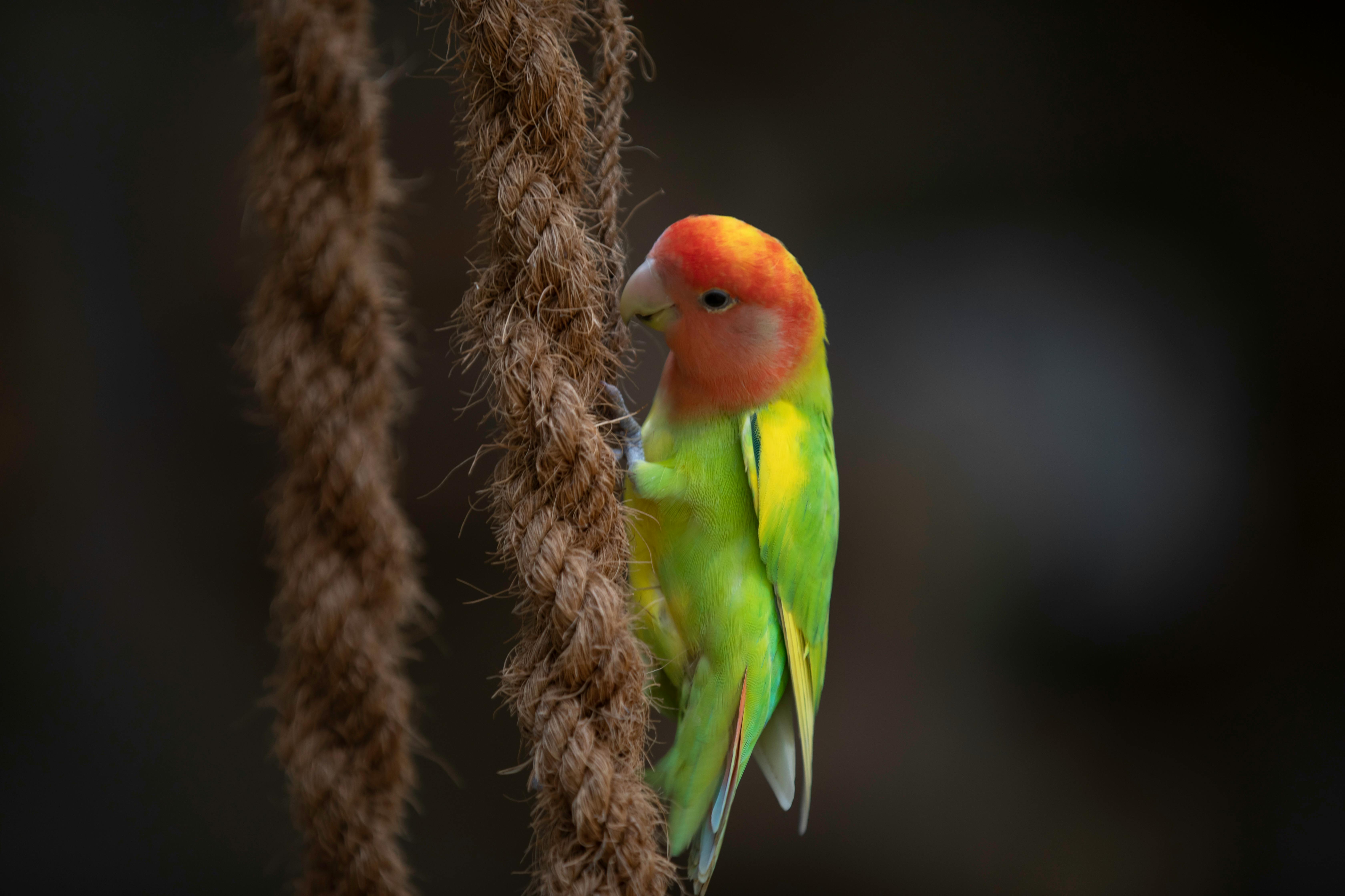 Free Love Bird Background Images And Wallpapers Love Bird Picture  Background Image And Wallpaper for Free Download