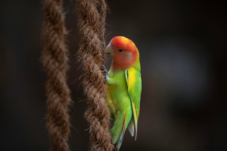 A Love Bird Perched On A Rope