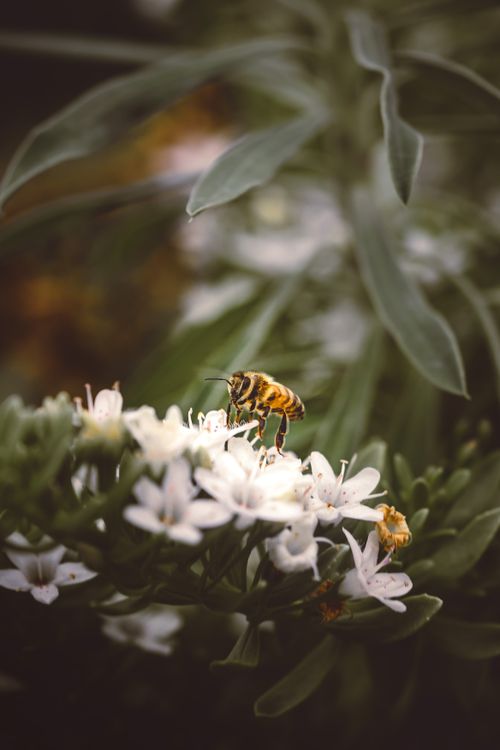 Free Close-up of a bee pollinating a white flower in a garden in Toulon, France. Macro photography emphasizes delicate details. Stock Photo