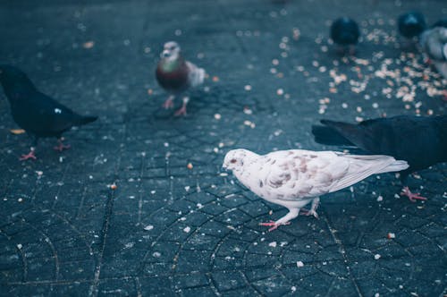 Fotobanka s bezplatnými fotkami na tému chodník, holuby, tapeta