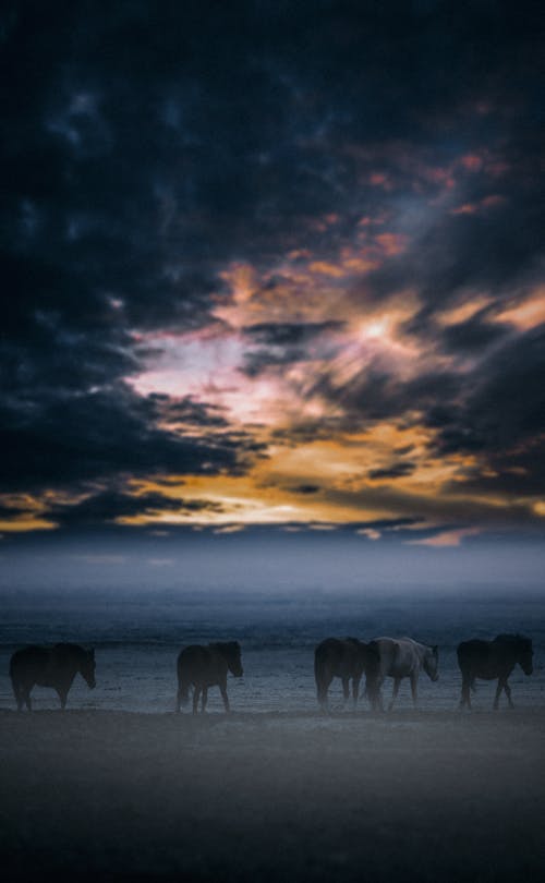 Horses Walking on Beach at Sunset