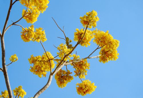 Free Stunning yellow flowers blooming on tree branches against a clear blue sky in springtime. Stock Photo
