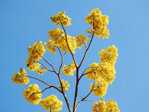 Tree with Yellow Flowers under a Clear Blue Sky