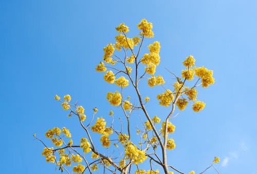 Free A Low Angle Shot of Yellow Flowers Under the Blue Sky Stock Photo