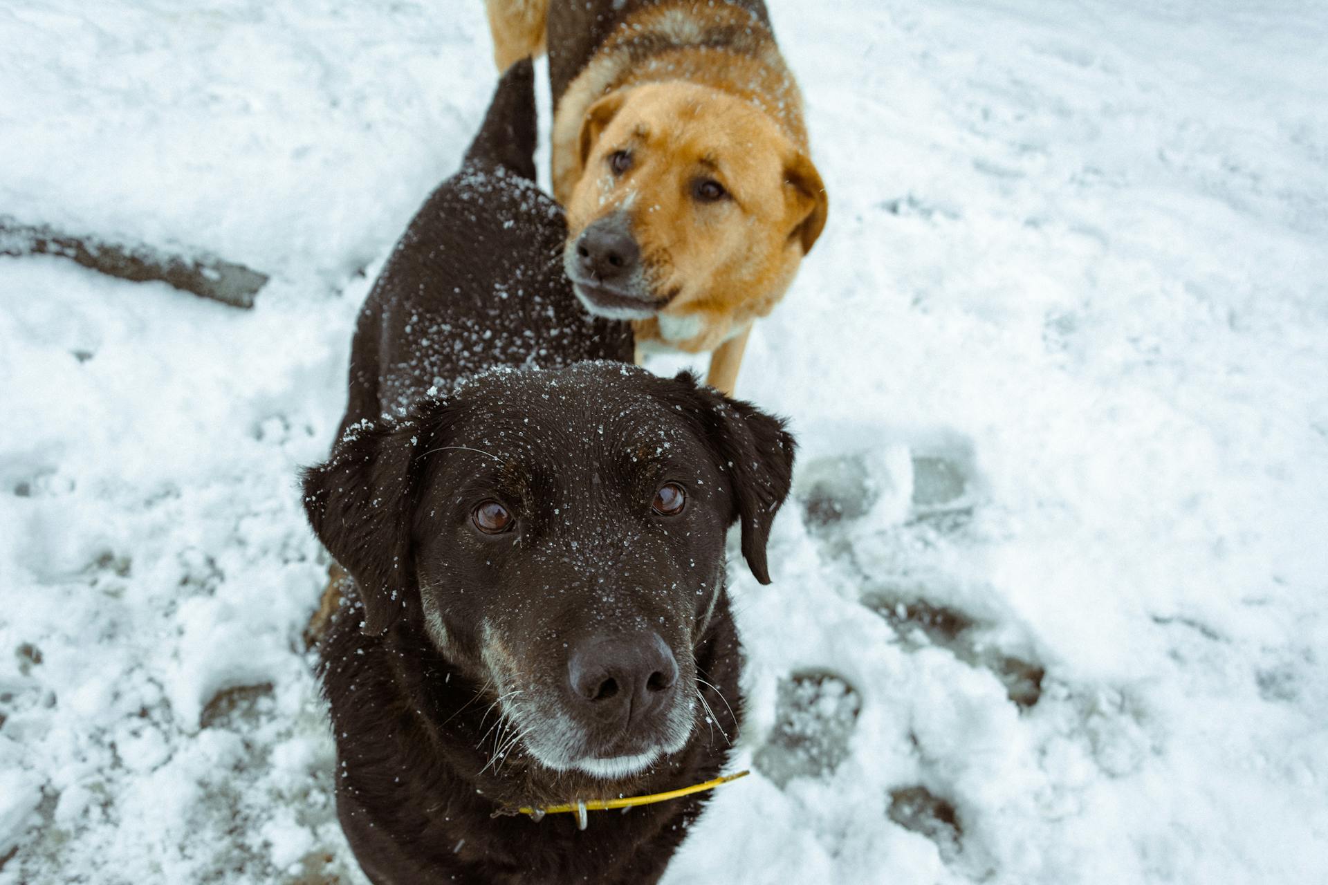 A Black and Brown Dog on a Snow Covered Ground