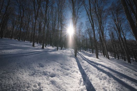 A beautiful winter forest scene with sunlight shining through snow-covered trees.