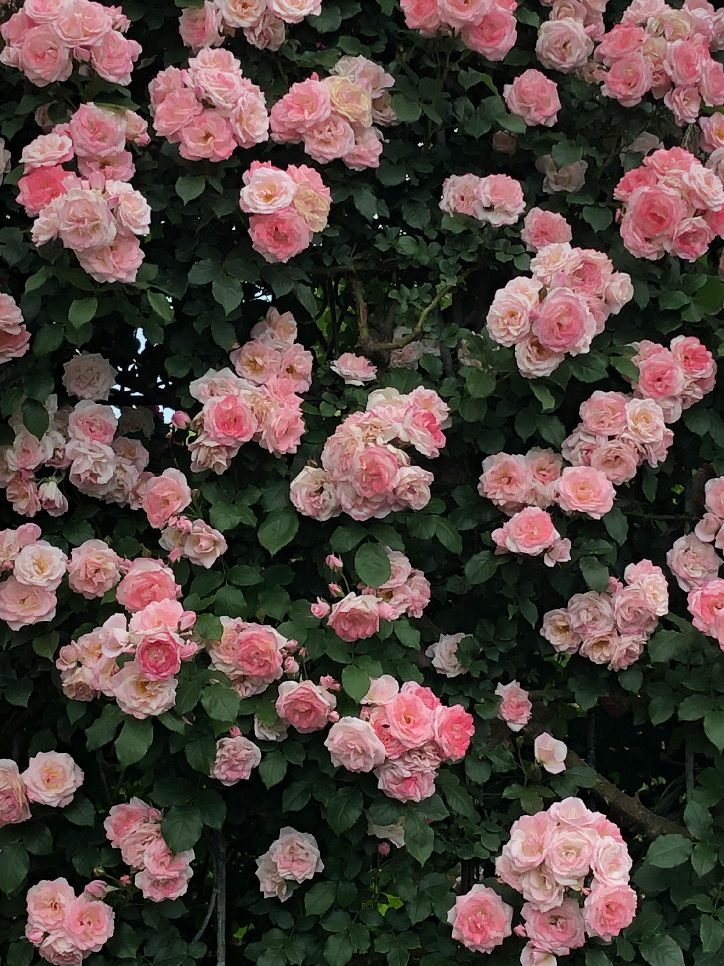 Photo of a Pink Flowers · Free Stock Photo