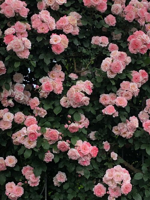 Free Beautiful vertical shot of dense pink roses in full bloom, showcasing natural floral beauty. Stock Photo