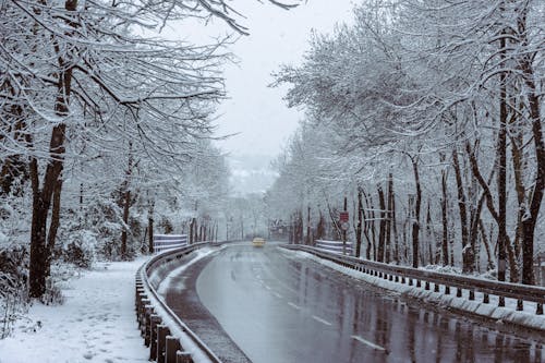 A Road Between Snow Covered Trees