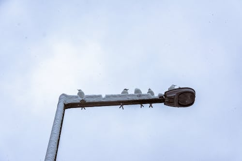 Birds Perched on a Lamp Post