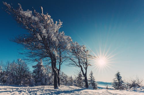 Free 下雪的, 低角度拍攝, 光禿禿的樹木 的 免費圖庫相片 Stock Photo