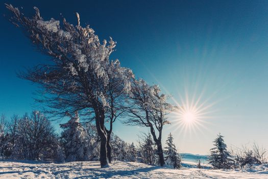 Leafless trees covered in snow sparkle under a bright winter sun, creating a tranquil natural scene.