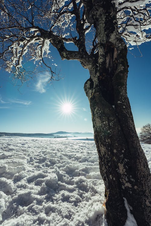 Leafless Tree on Snow Covered Ground