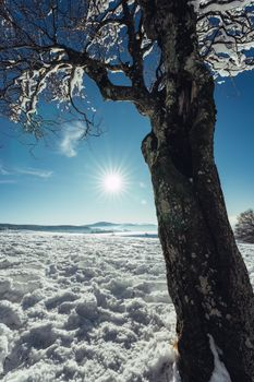 A scenic snowy landscape featuring a bare tree under bright sunlight on a clear winter day.