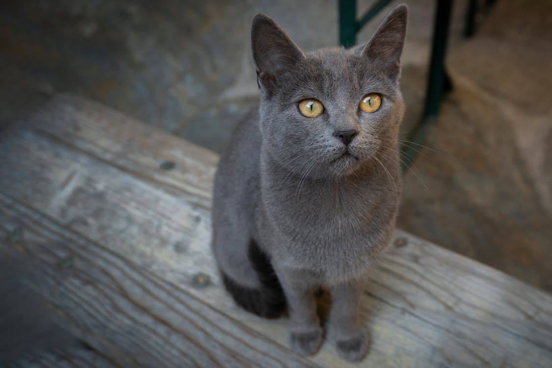 A Black Cat With Yellow Eyes