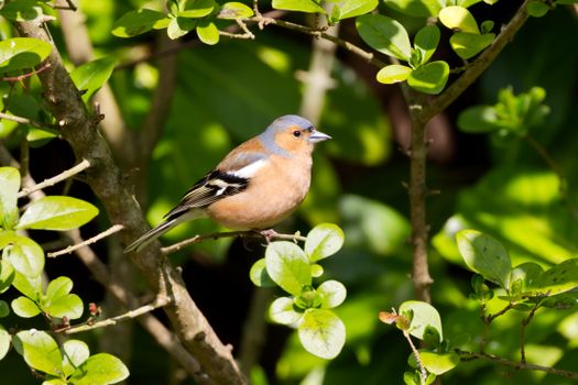 Close-Up Shot of a Chaffinch
