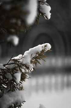 A close-up view of pine branches covered in snow, set in a serene winter scene.