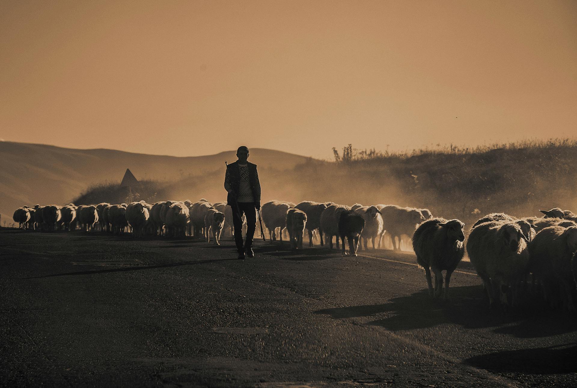 Grayscale Photo of Shepherd Walking Flock of Sheep