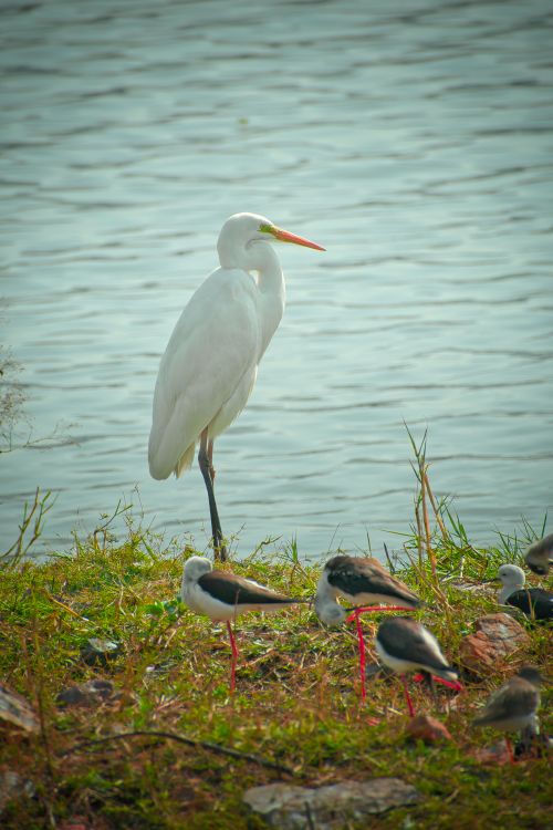 Free A Great Egret stands elegantly near a waterbody, surrounded by other wading birds. Stock Photo