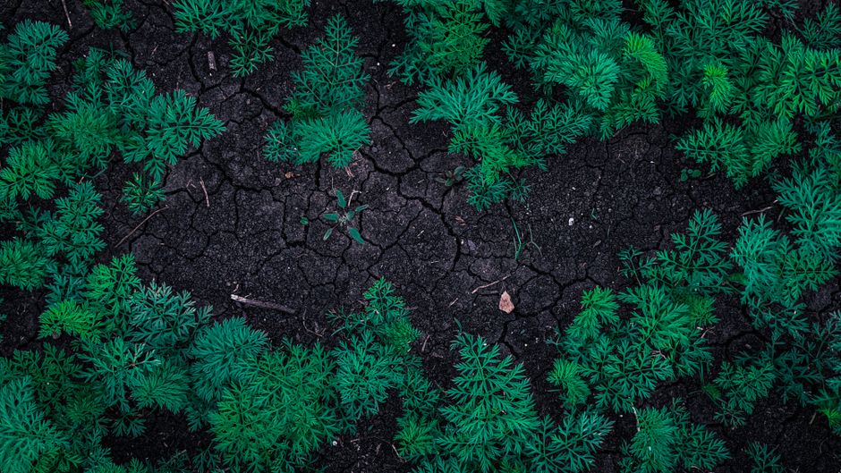 Aerial view of vibrant green plants growing in cracked, dry soil with rich textures.