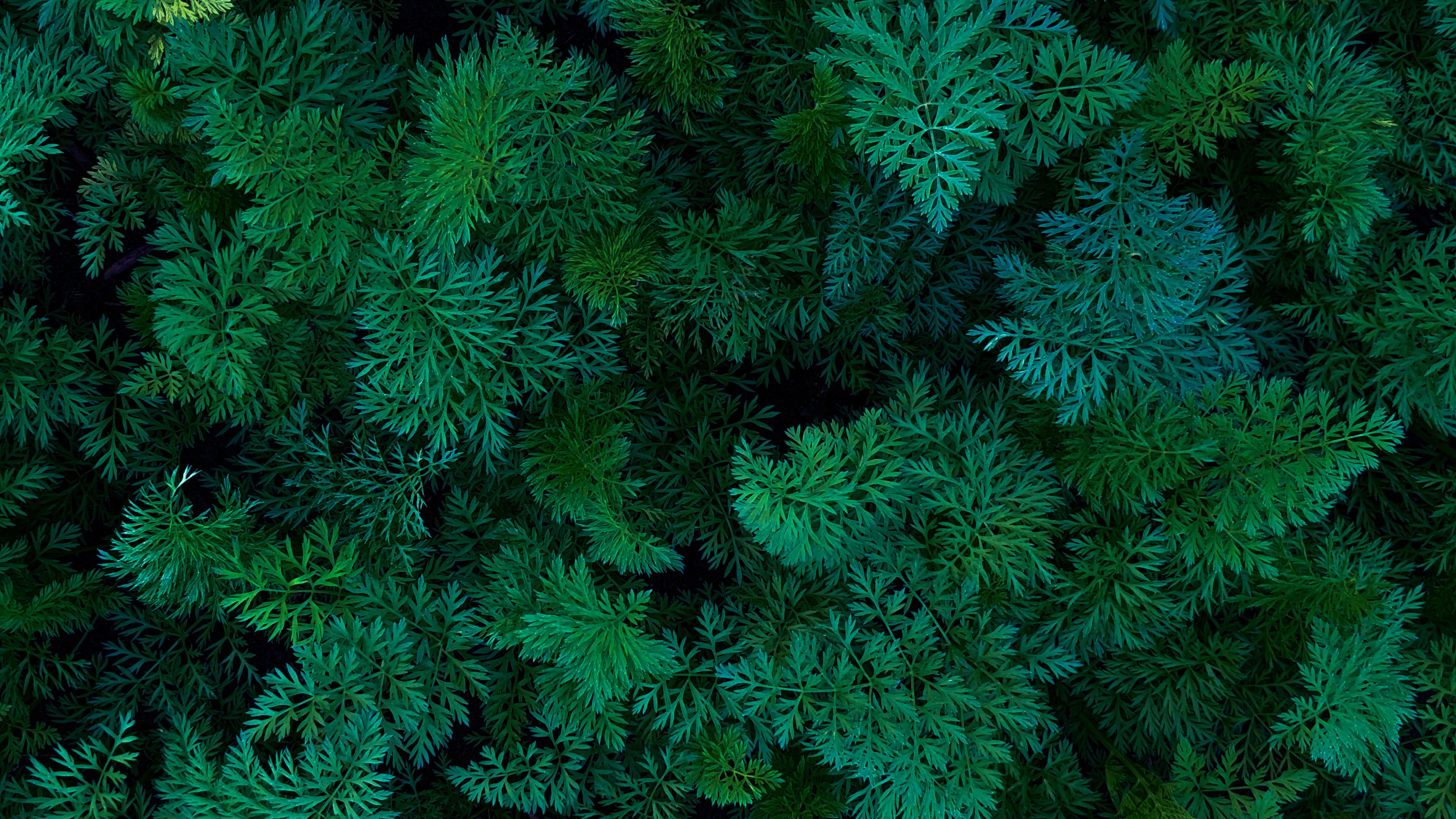 Dense green forest canopy seen from above